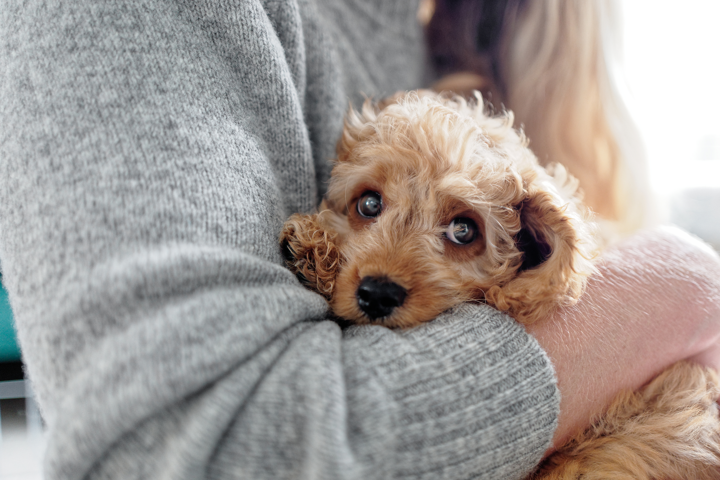 Puppy Being Cradled