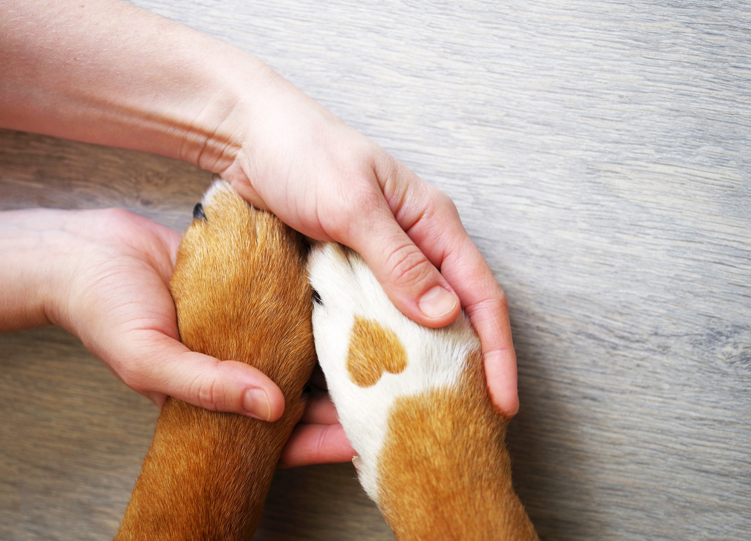 Owner Holding a Pup