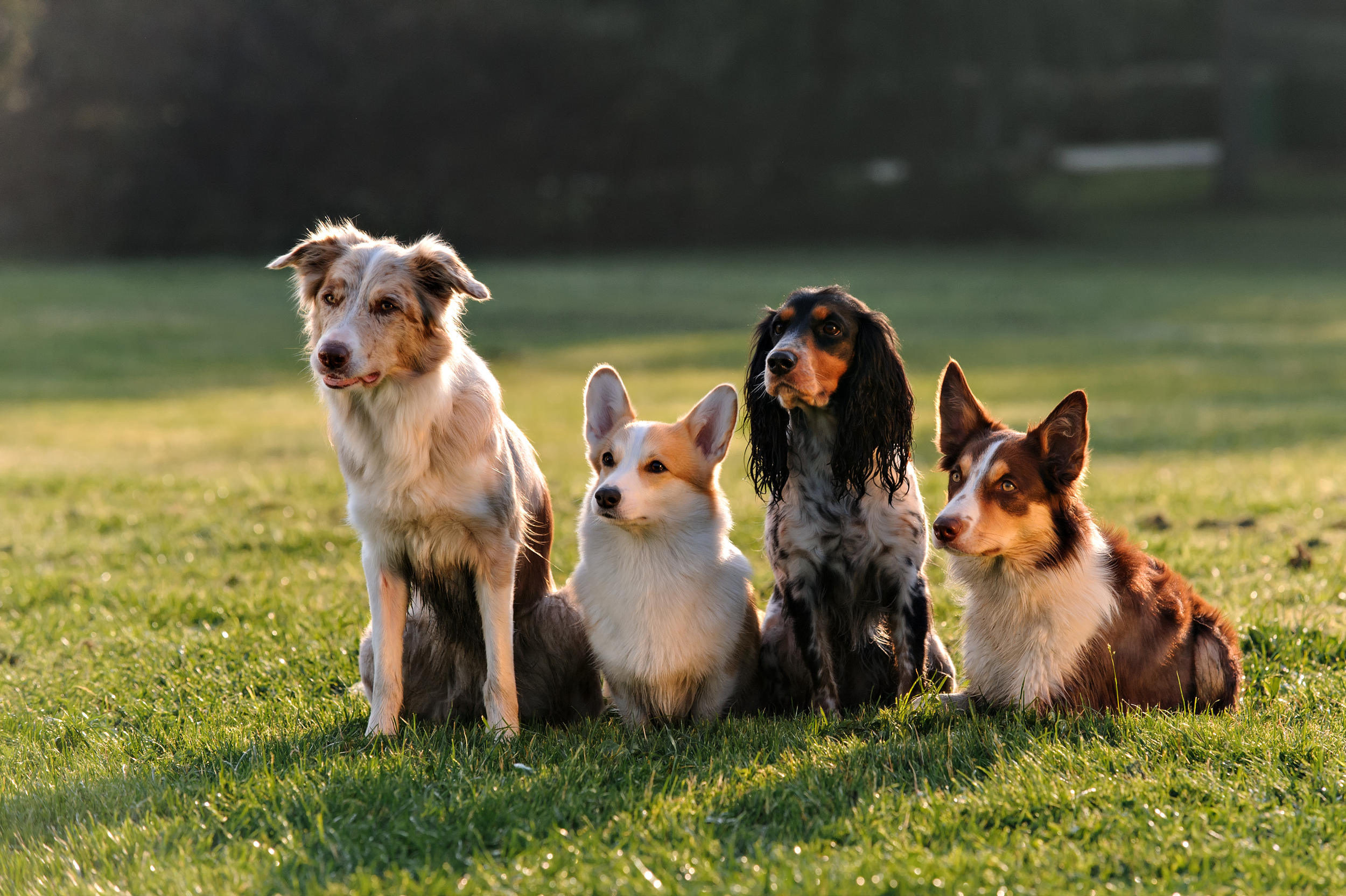 Group Of Dogs